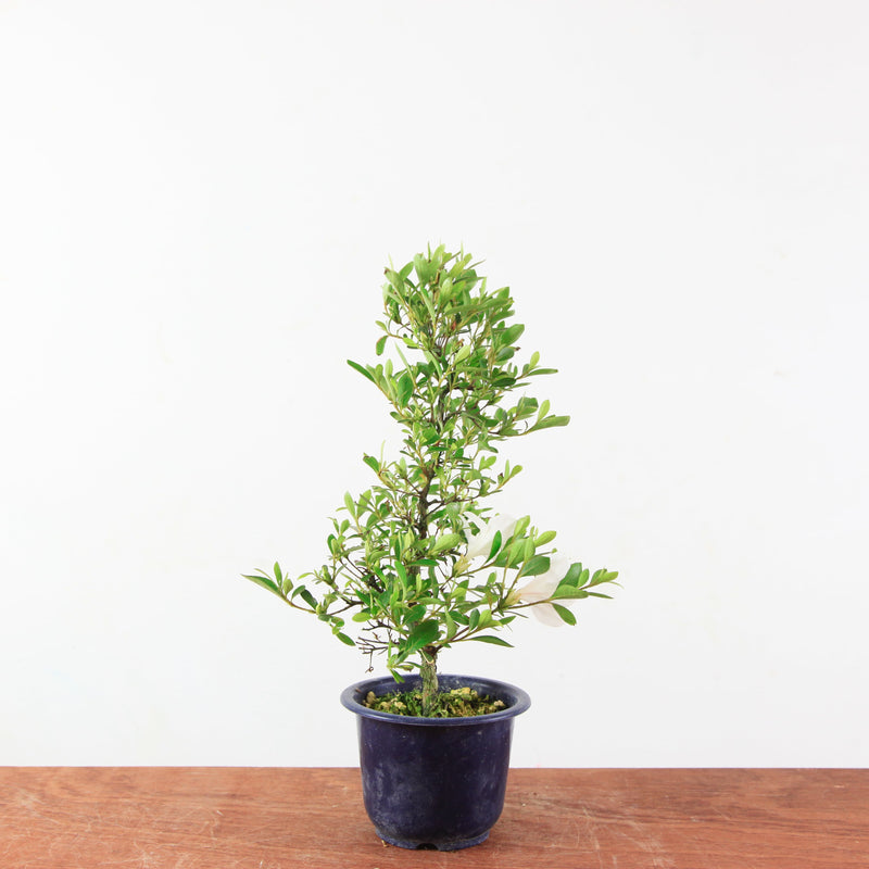 Bonsai Azalea 'De Satsuki' matsunami
