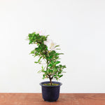 Bonsai Azalea 'De Satsuki' kaminoyamakirin