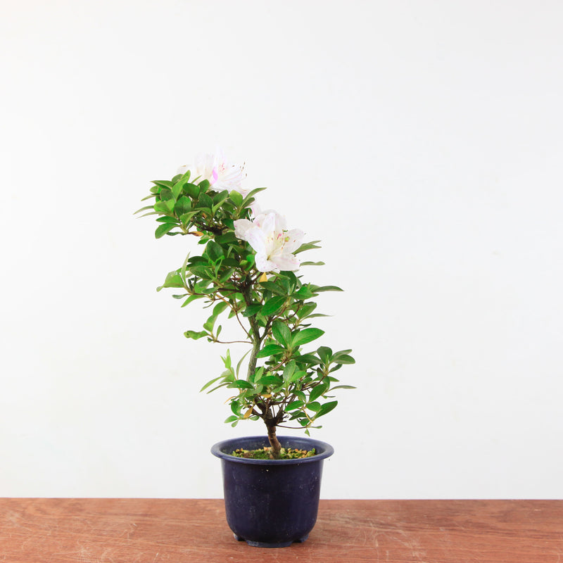 Bonsai Azalea 'De Satsuki' kaminoyamakirin