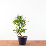 Bonsai Azalea 'De Satsuki' kaminoyamakirin