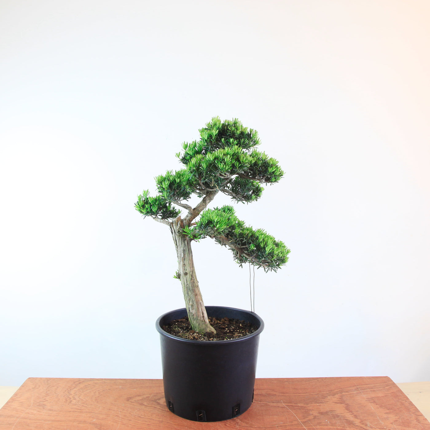 Bonsai Podocarpus 'maki variant'