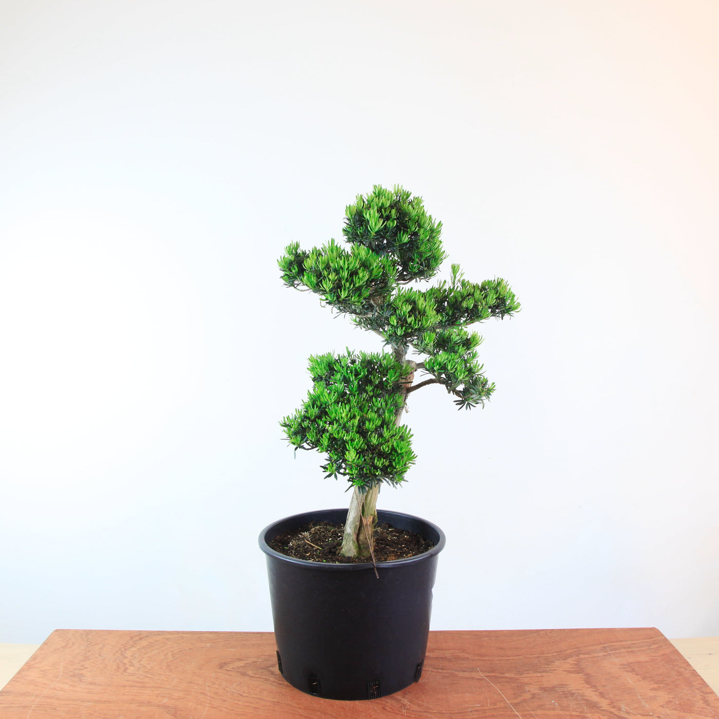 Bonsai Podocarpus 'maki variant'