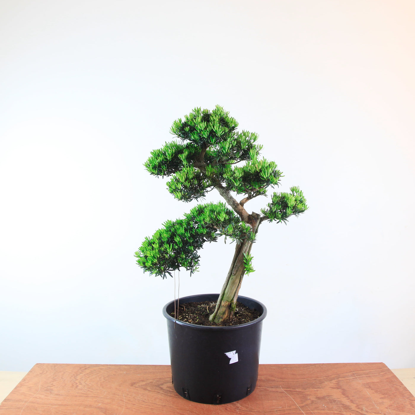 Bonsai Podocarpus 'maki variant'