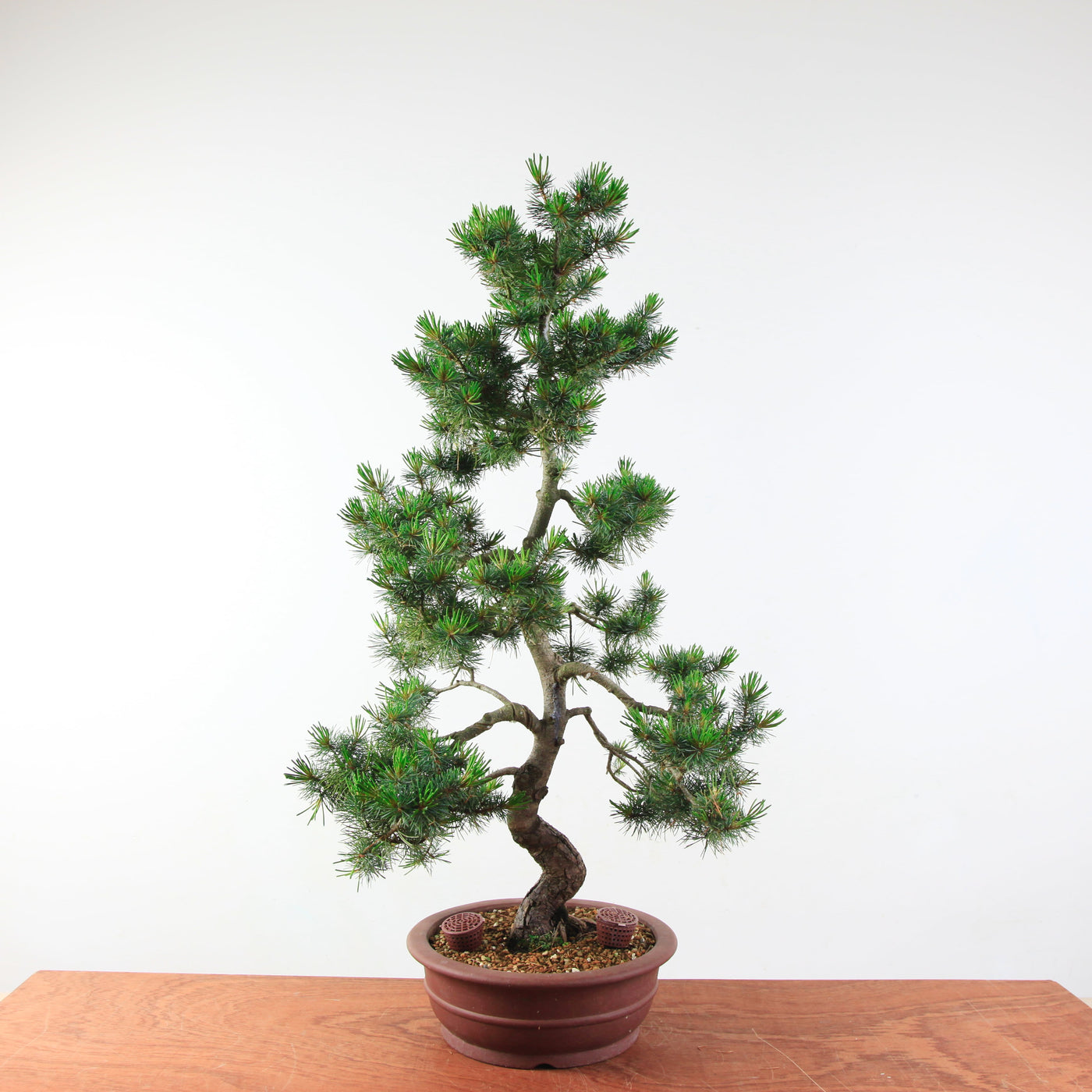 Bonsai Pinus parviflora 'De Japanse witte den'