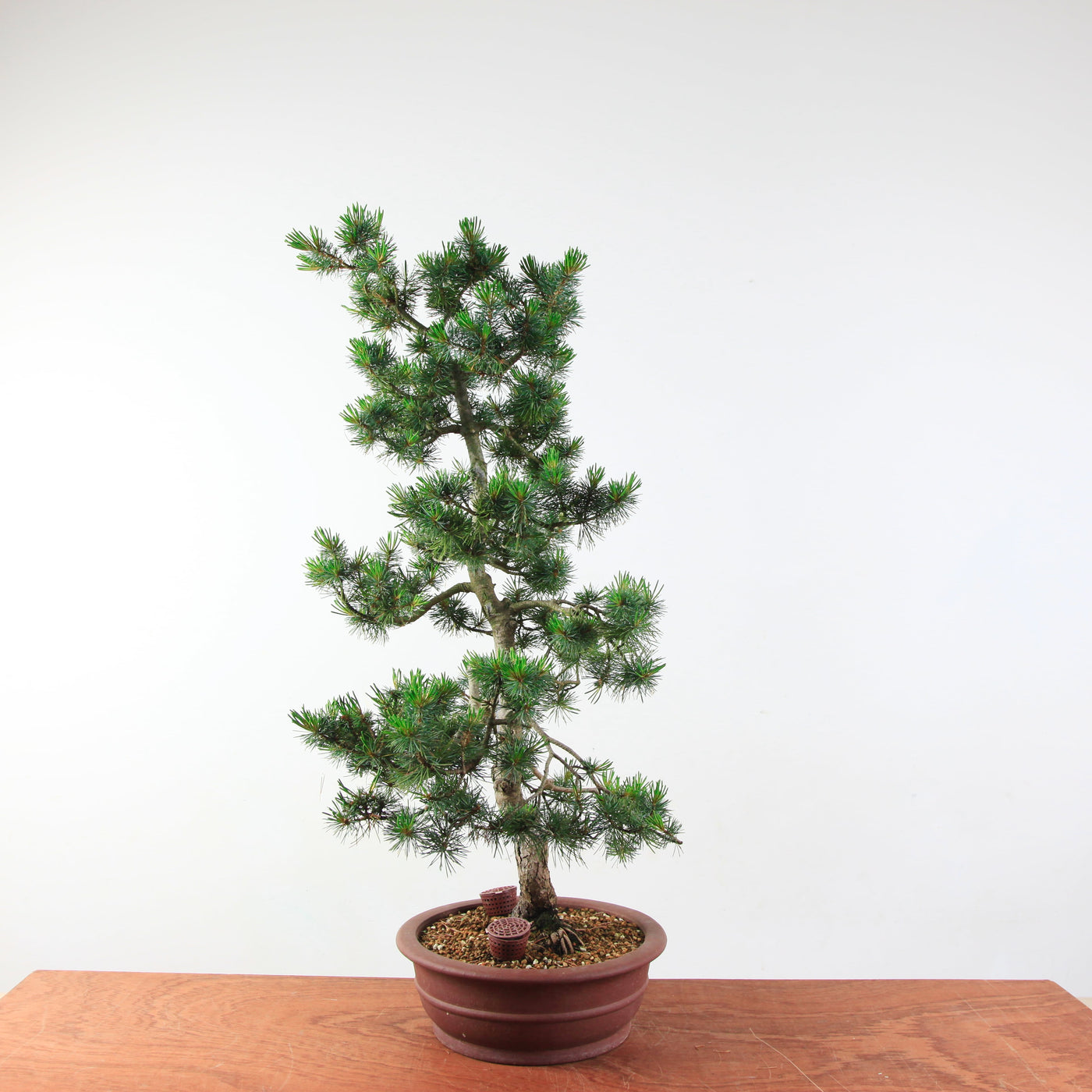 Bonsai Pinus parviflora 'De Japanse witte den'