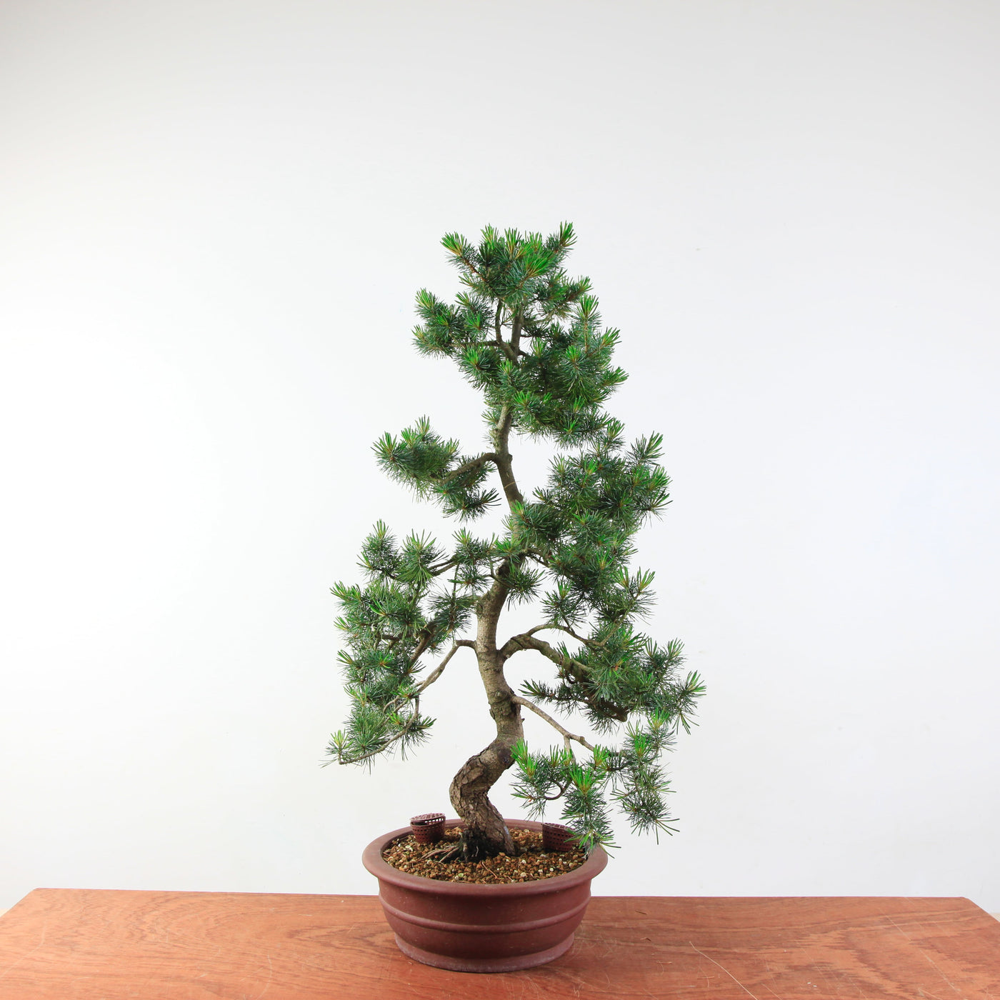 Bonsai Pinus parviflora 'De Japanse witte den'