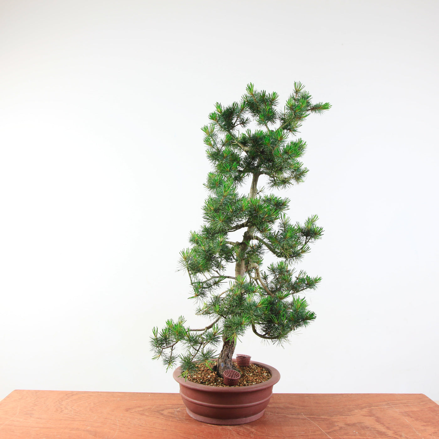 Bonsai Pinus parviflora 'De Japanse witte den'