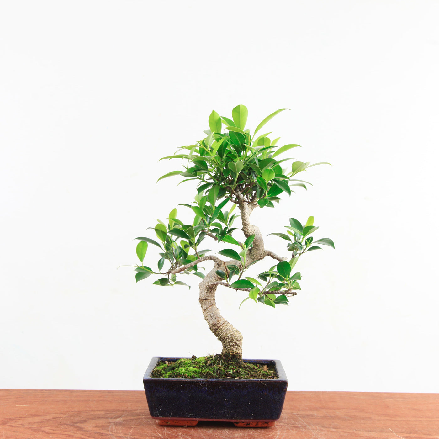 Bonsai Ficus Retusa 'binnen bonsai'