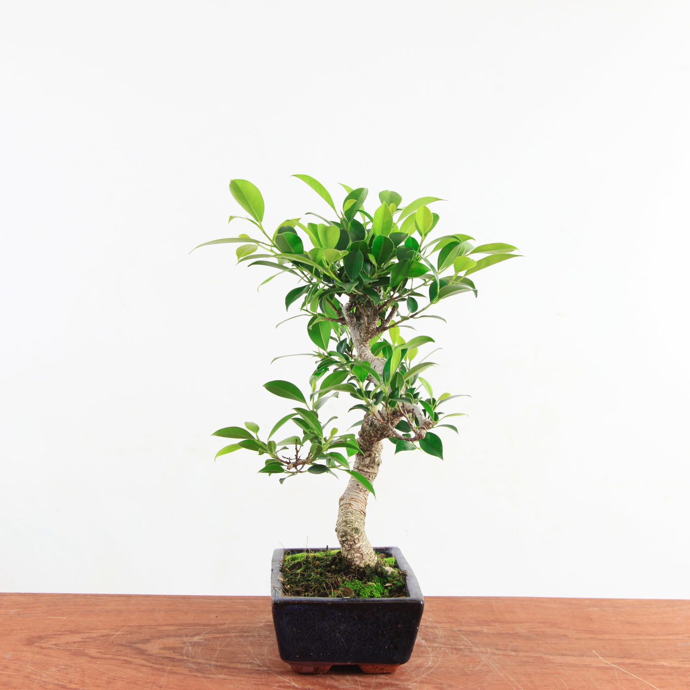 Bonsai Ficus Retusa 'binnen bonsai'