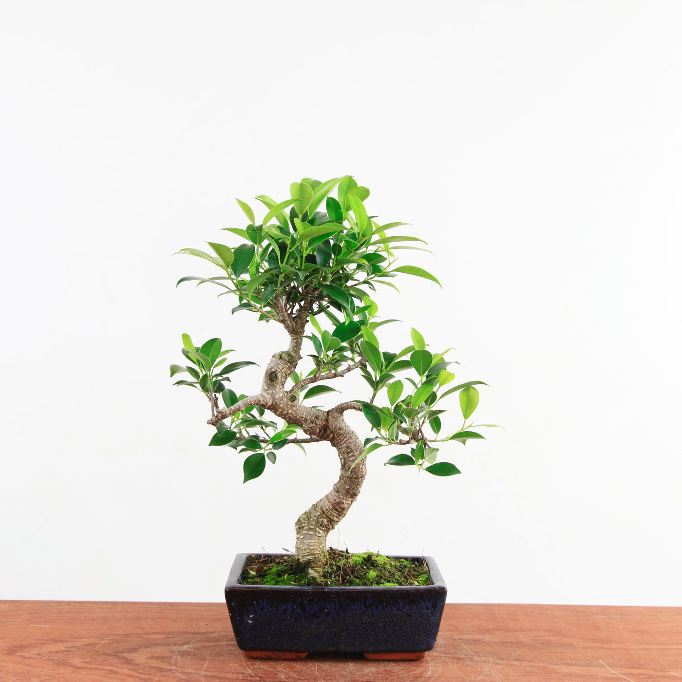 Bonsai Ficus Retusa 'binnen bonsai'