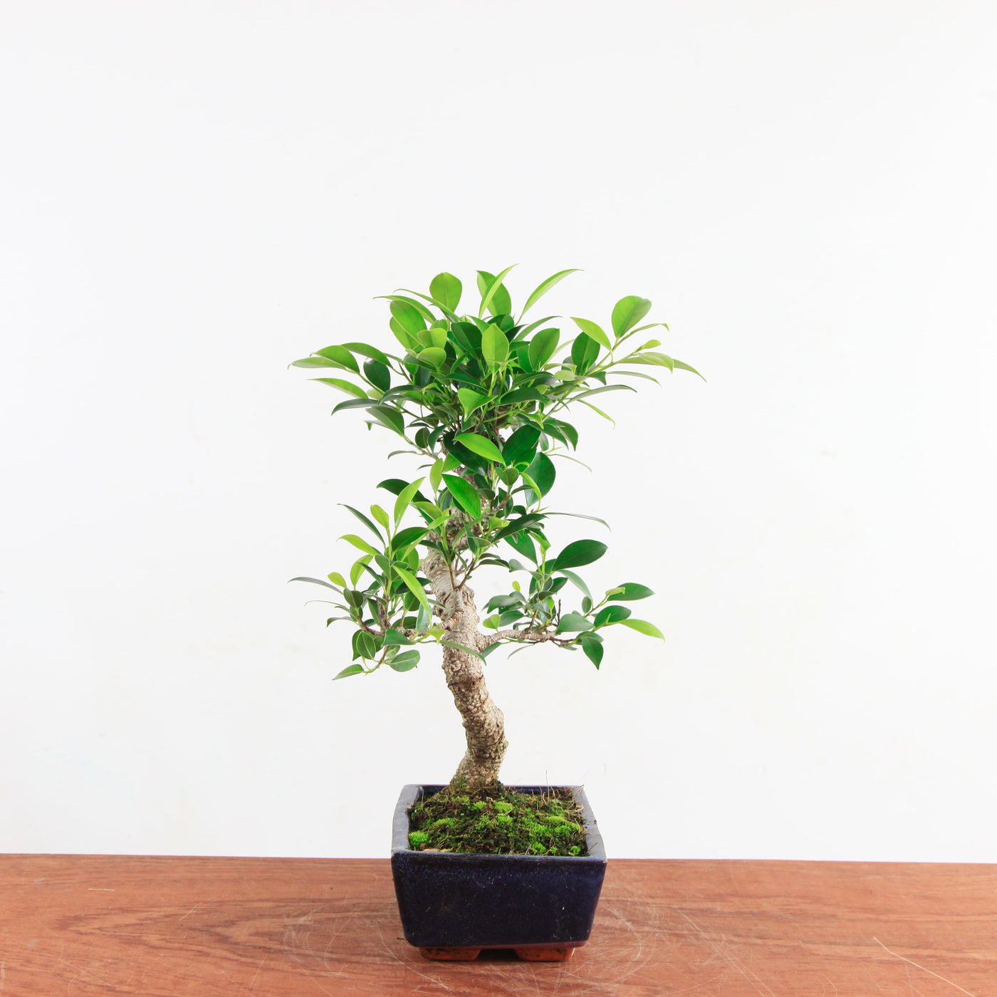 Bonsai Ficus Retusa 'binnen bonsai'