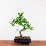 Bonsai Ulmus Parvifolia 'Chinese iep'