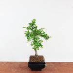 Bonsai Ulmus Parvifolia 'Chinese iep'