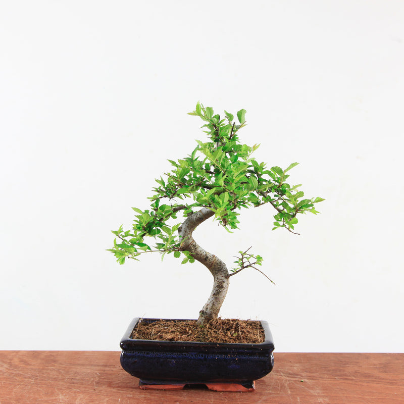 Bonsai Ulmus Parvifolia 'Chinese iep'