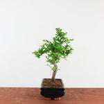 Bonsai Ulmus Parvifolia 'Chinese iep'