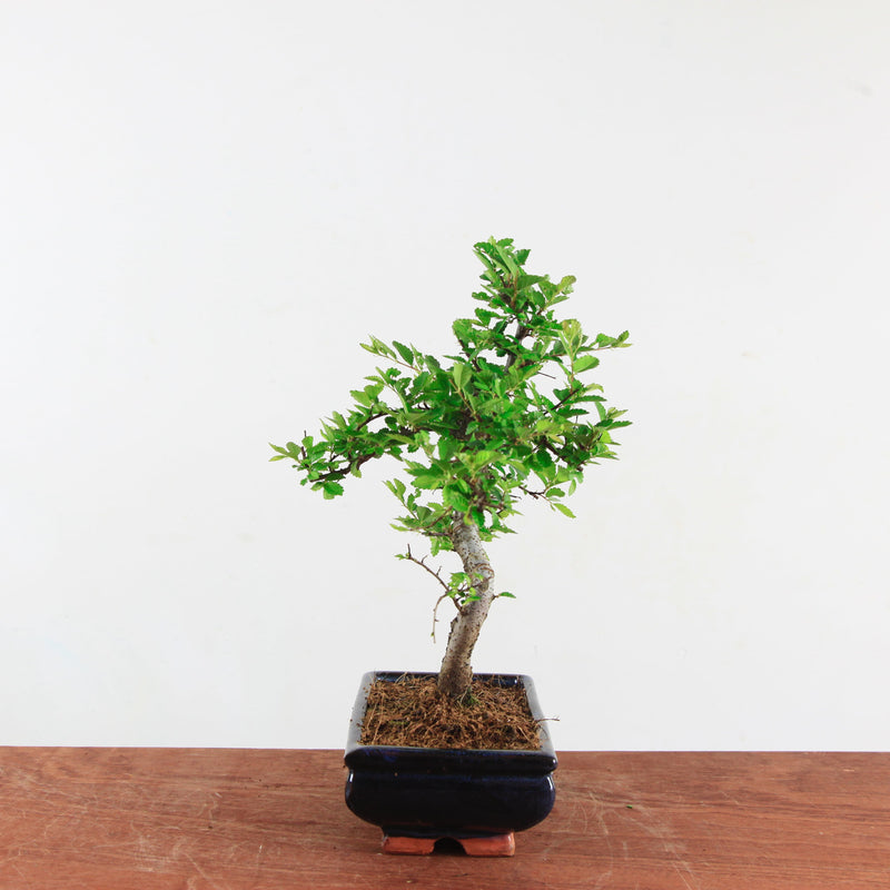 Bonsai Ulmus Parvifolia 'Chinese iep'