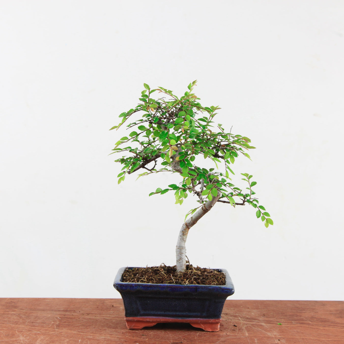 Bonsai Ulmus Parvifolia 'Chinese iep'
