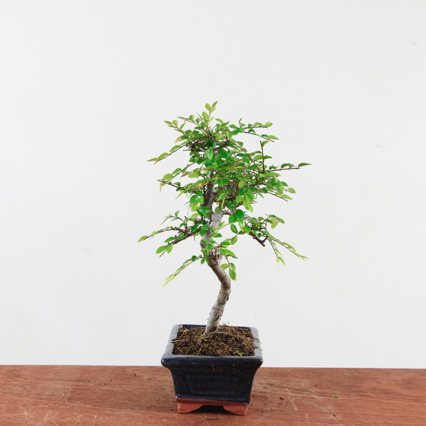 Bonsai Ulmus Parvifolia 'Chinese iep'