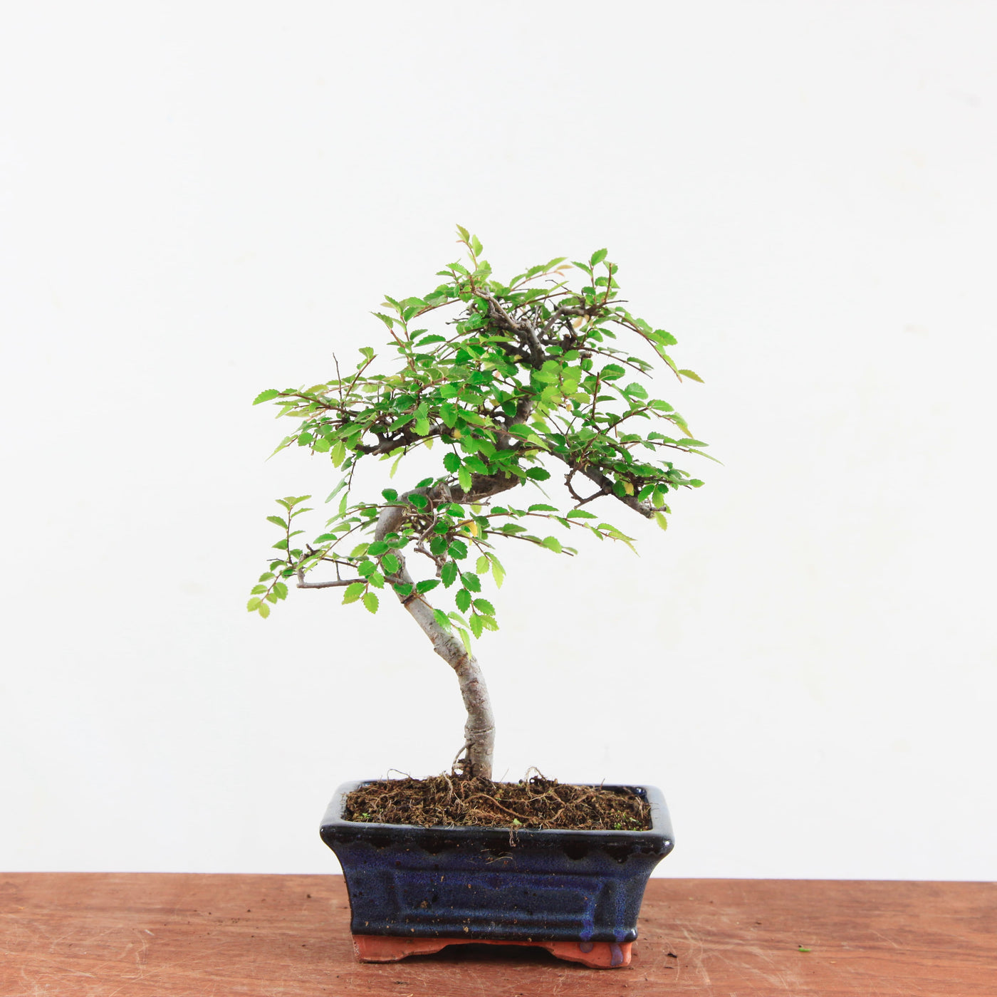 Bonsai Ulmus Parvifolia 'Chinese iep'