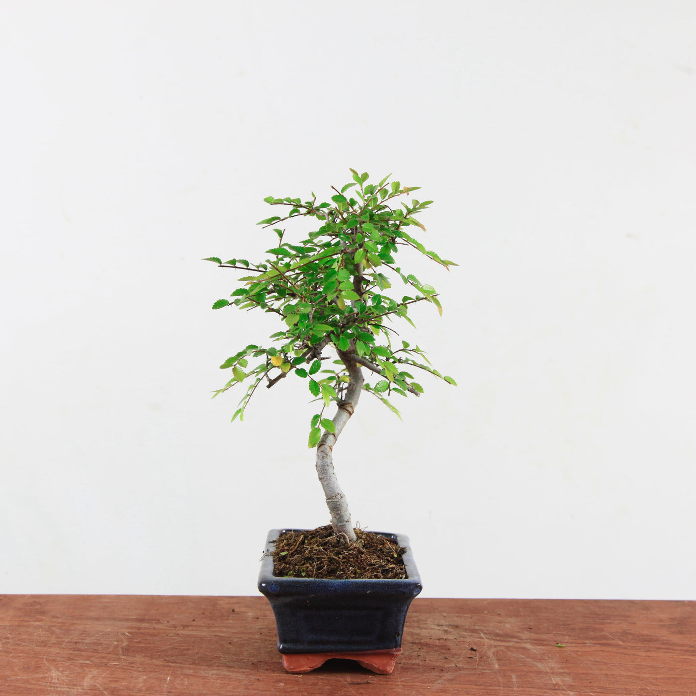 Bonsai Ulmus Parvifolia 'Chinese iep'