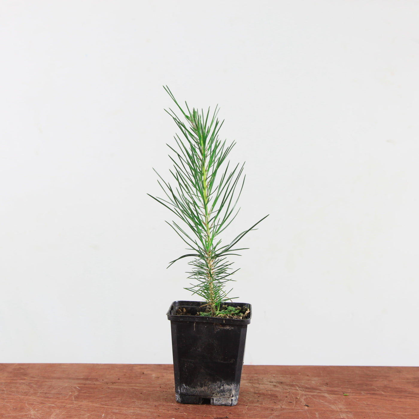 Pinus Thunbergii 'zwarte den'