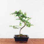 Bonsai Ulmus Parvifolia 'Chinese iep'