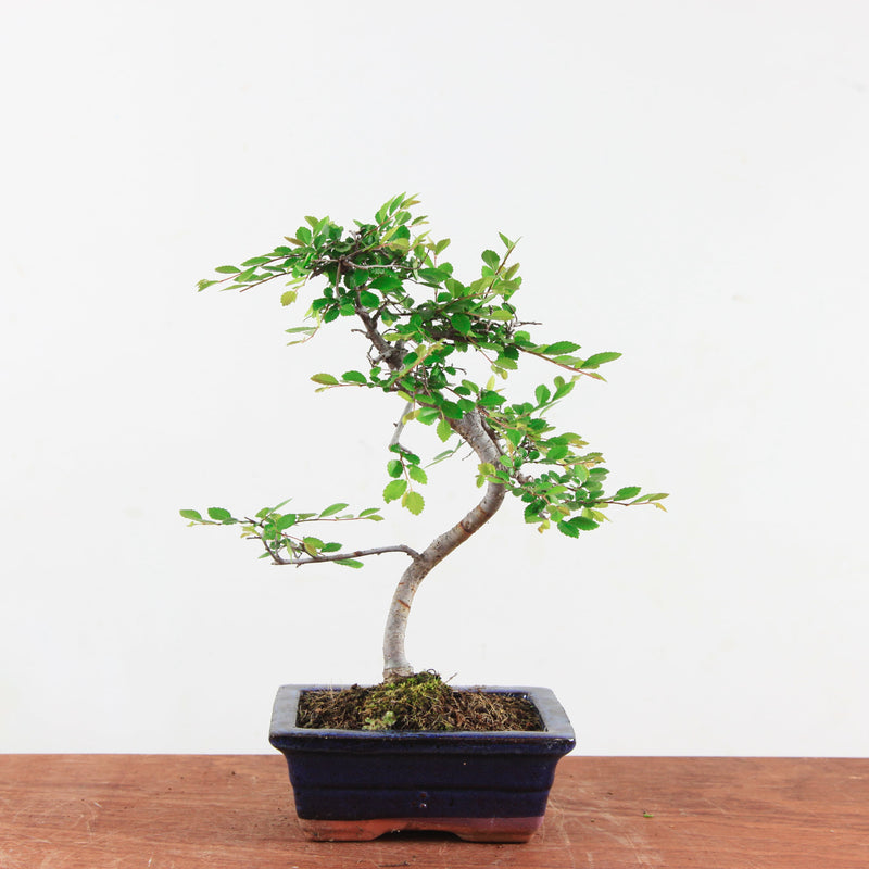 Bonsai Ulmus Parvifolia 'Chinese iep'