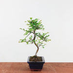 Bonsai Ulmus Parvifolia 'Chinese iep'