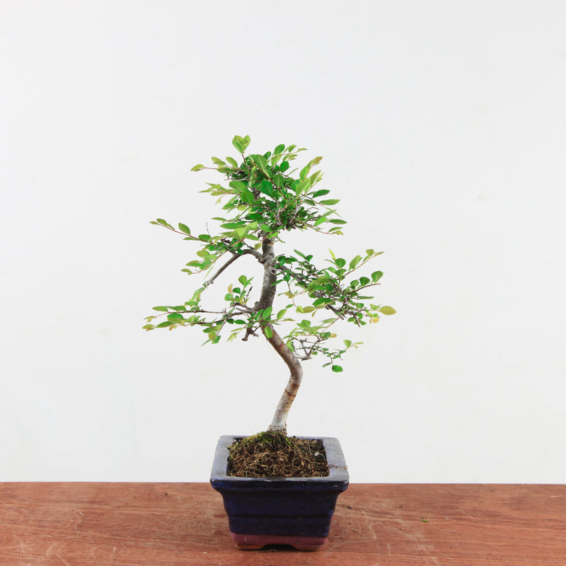 Bonsai Ulmus Parvifolia 'Chinese iep'