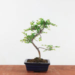 Bonsai Ulmus Parvifolia 'Chinese iep'