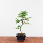 Bonsai Ulmus Parvifolia 'Chinese iep'