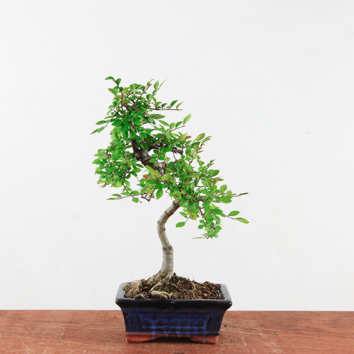 Bonsai Ulmus Parvifolia 'Chinese iep'