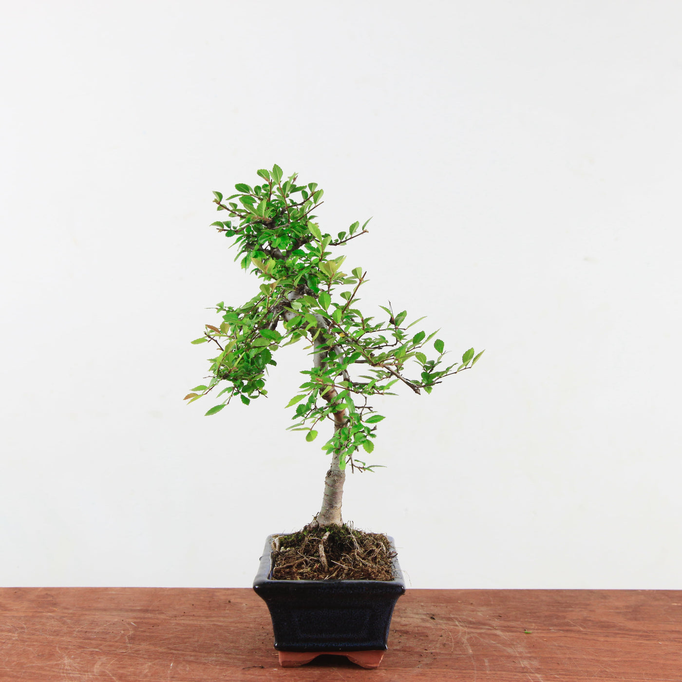 Bonsai Ulmus Parvifolia 'Chinese iep'
