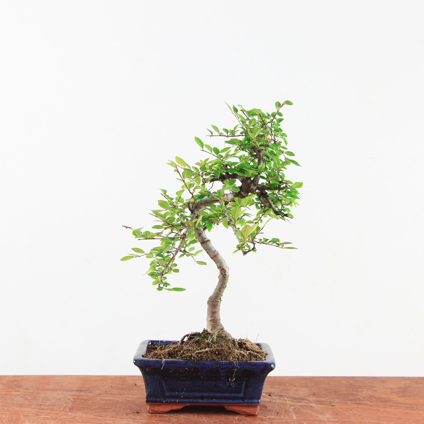 Bonsai Ulmus Parvifolia 'Chinese iep'