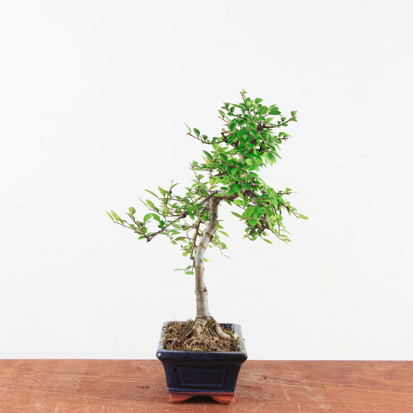 Bonsai Ulmus Parvifolia 'Chinese iep'