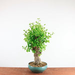 Bonsai Ginkgo