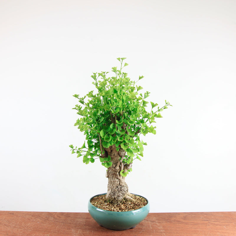 Bonsai Ginkgo