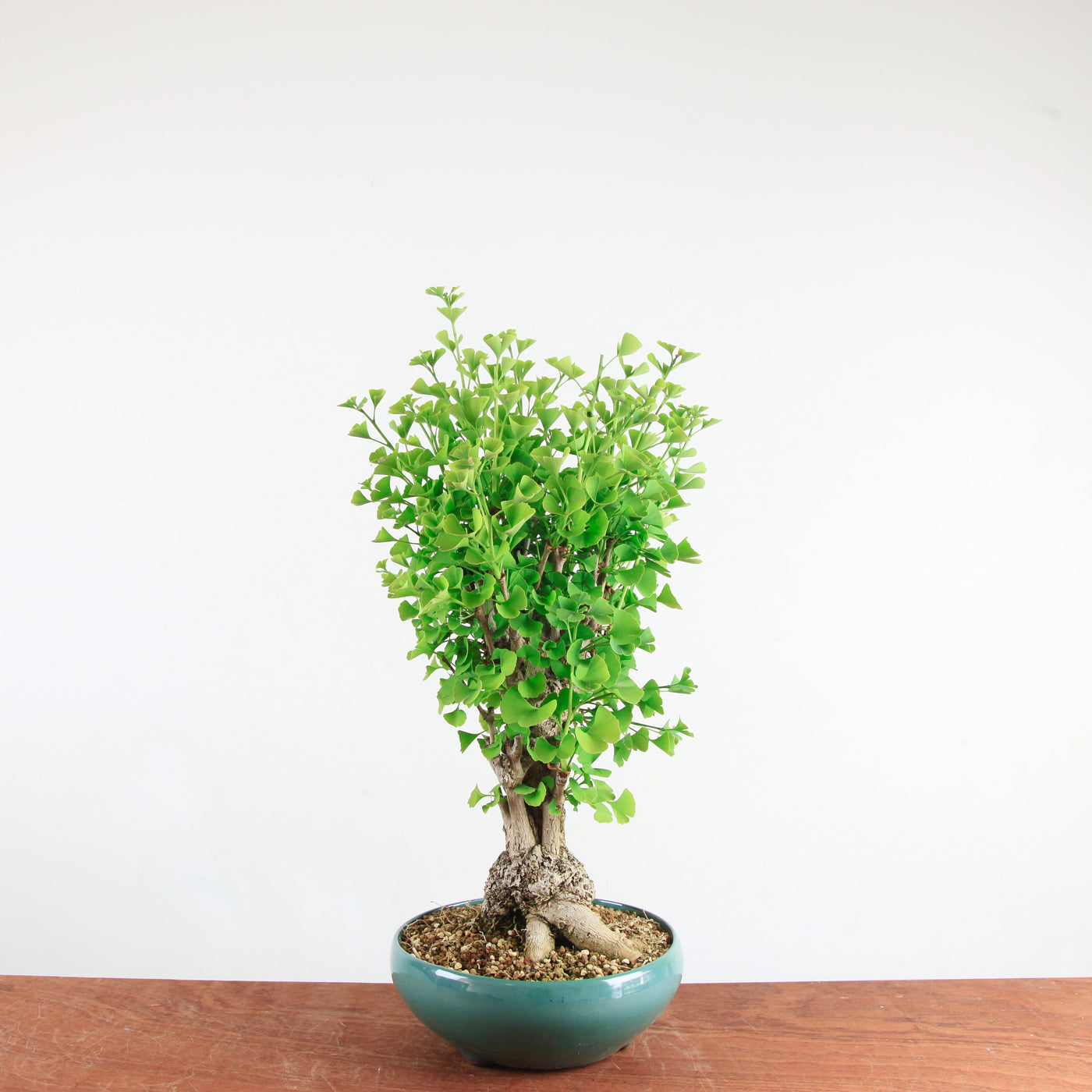 Bonsai Ginkgo Biloba