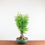 Bonsai Ginkgo