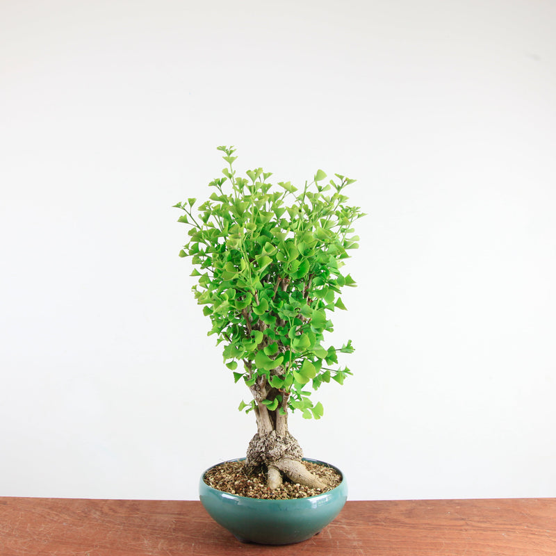 Bonsai Ginkgo