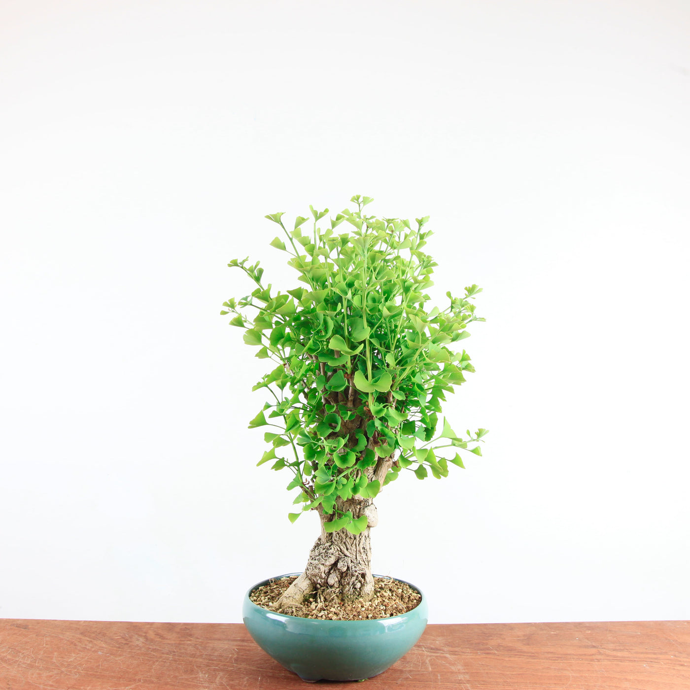 Bonsai Ginkgo Biloba