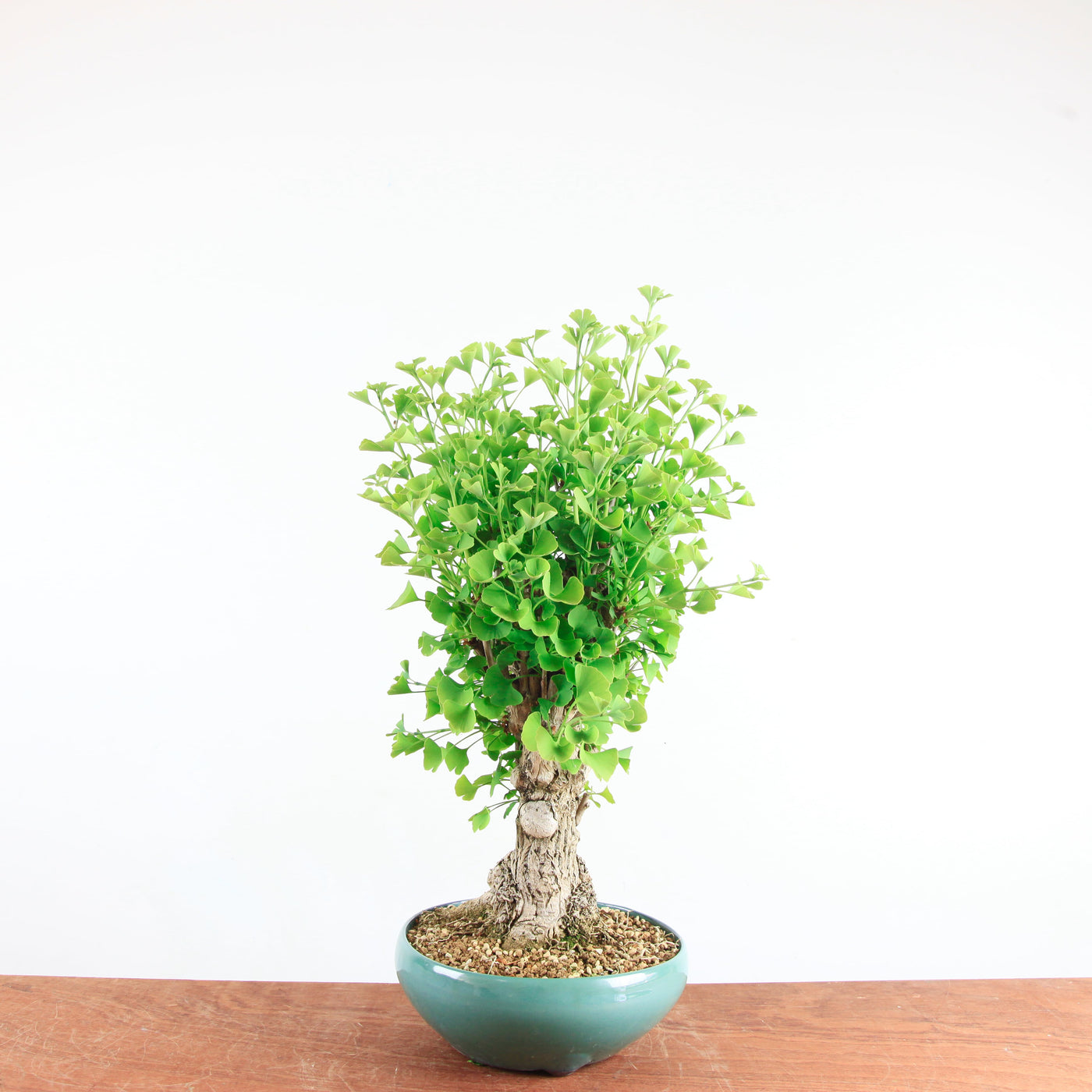 Bonsai Ginkgo Biloba