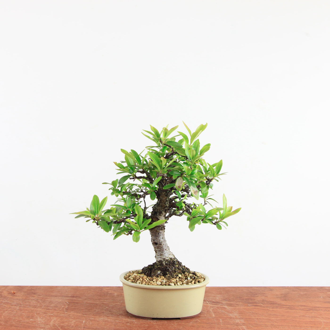 Bonsai Pyracantha