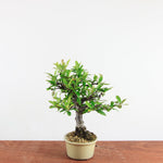 Bonsai Pyracantha