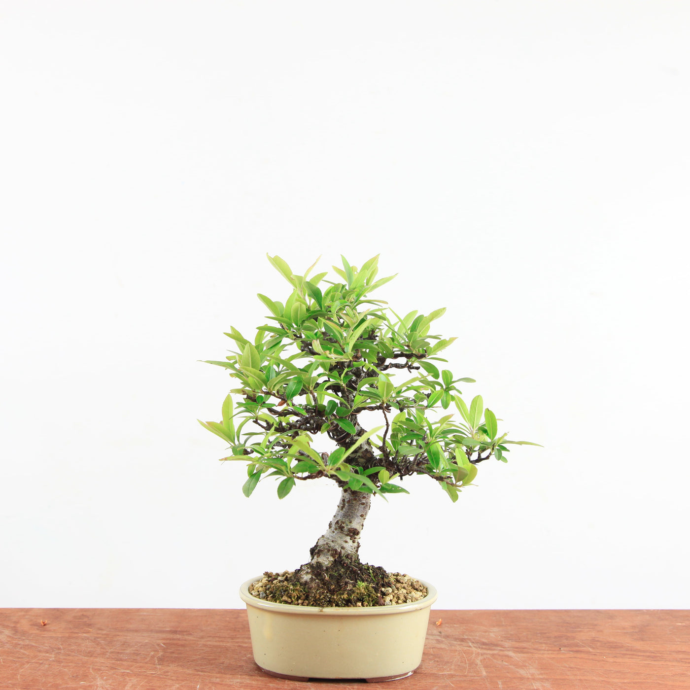 Bonsai Pyracantha