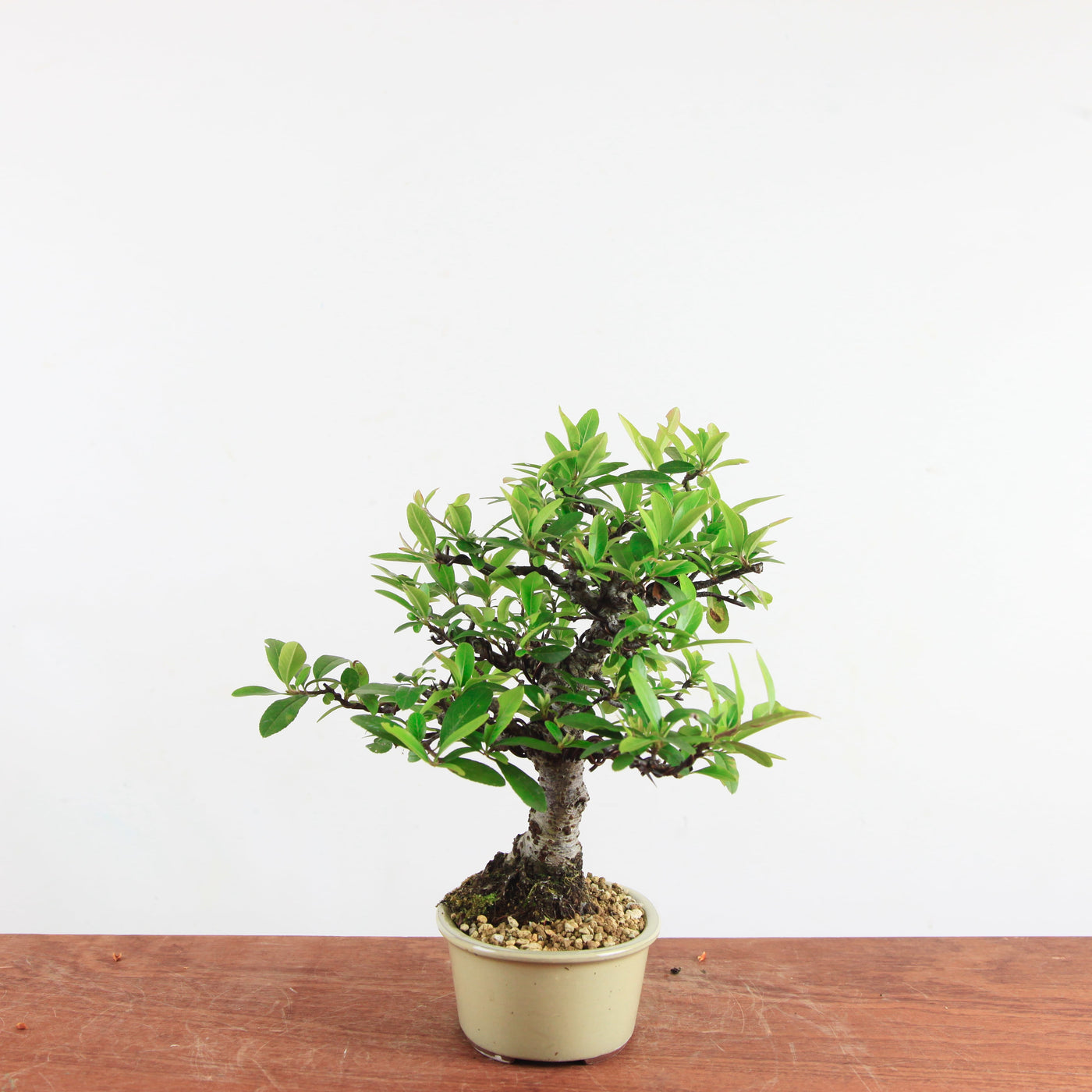 Bonsai Pyracantha