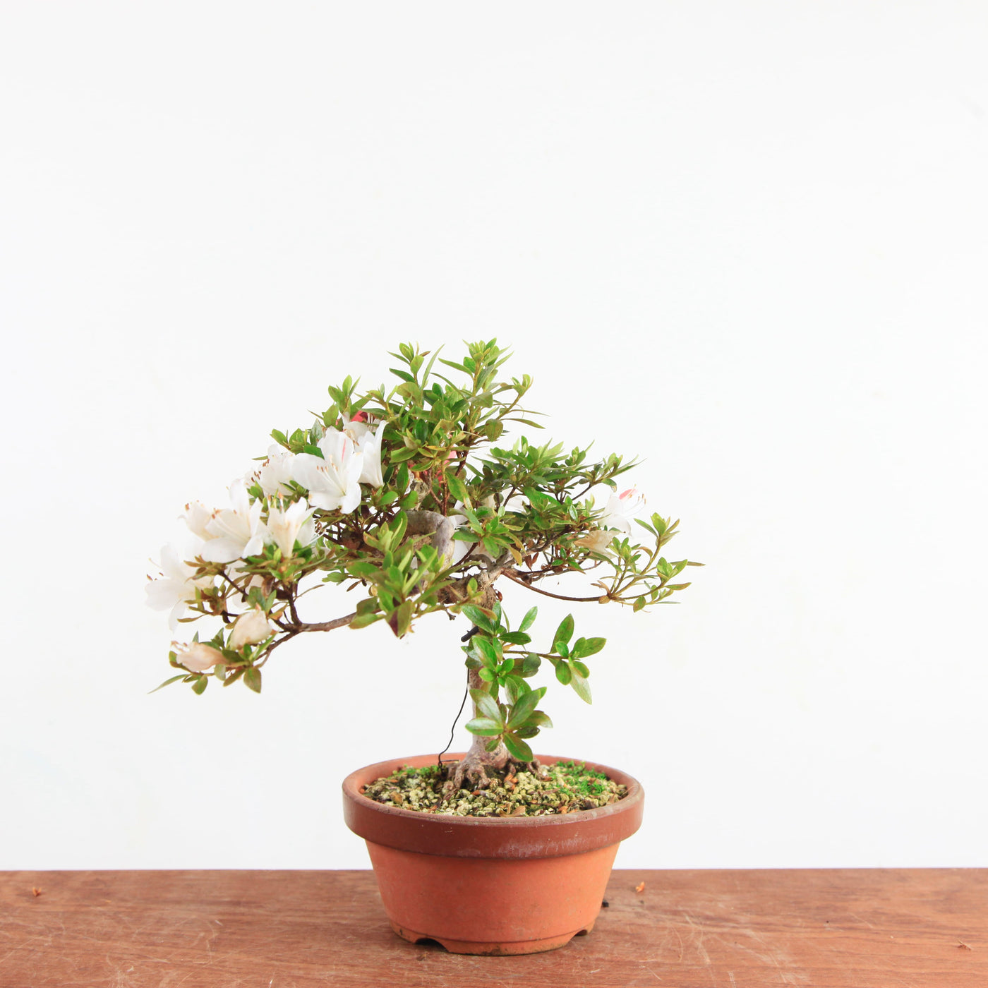 Bonsai Azalea 'De Satsuki'