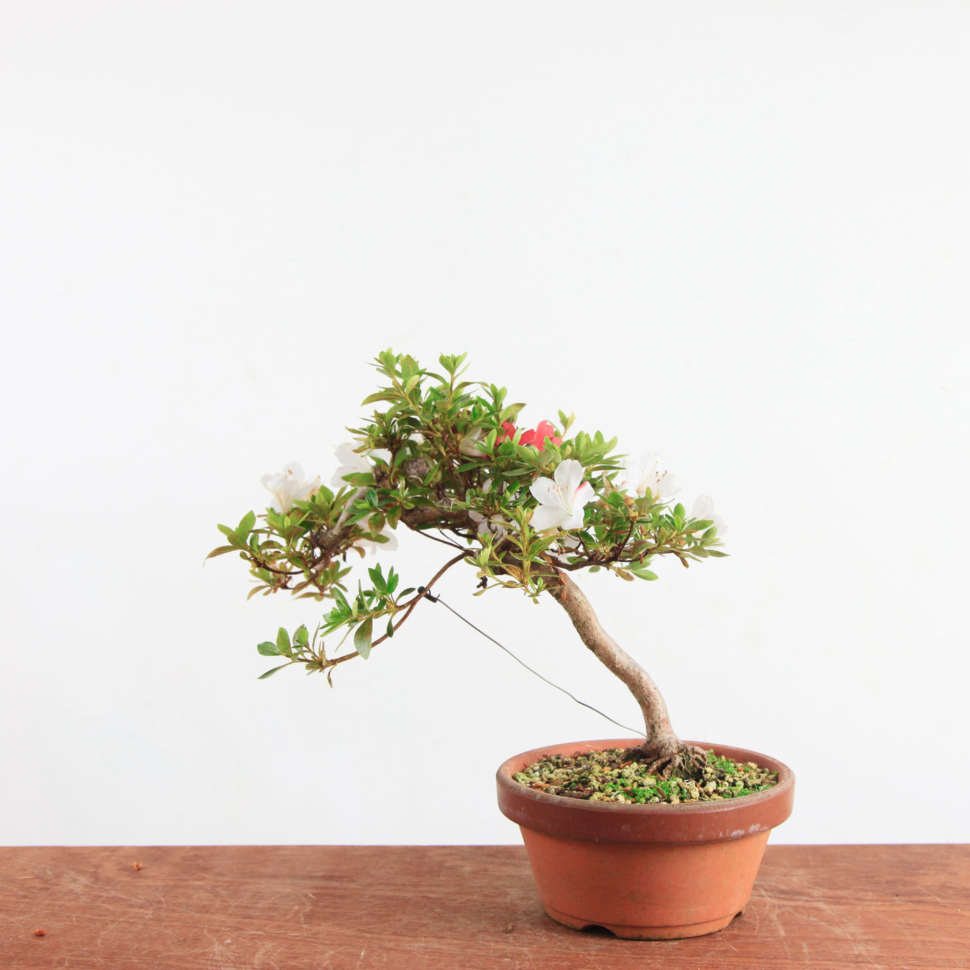 Bonsai Azalea 'De Satsuki'