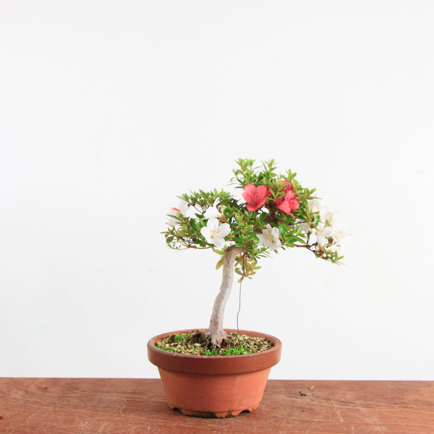 Bonsai Azalea 'De Satsuki'
