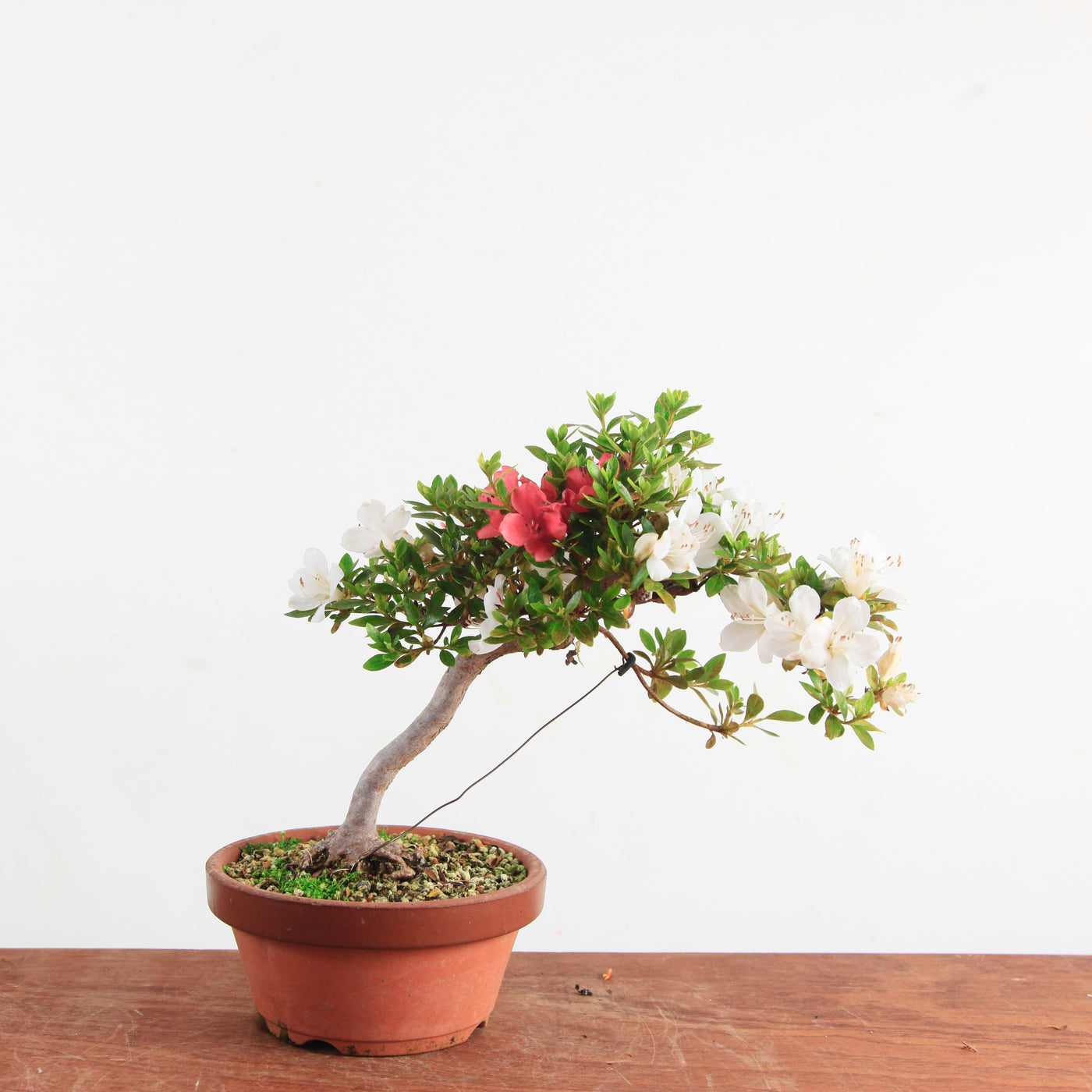 Bonsai Azalea 'De Satsuki'
